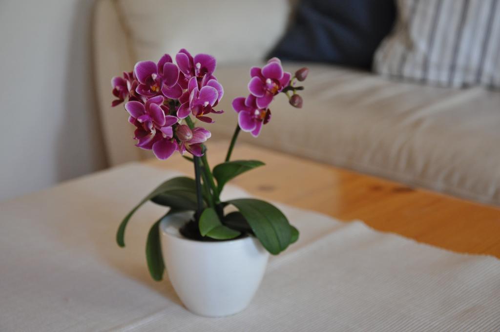 Ferienwohnungen Chalet Hohturnen Grindelwald Dış mekan fotoğraf